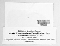 Drepanopeziza populi image